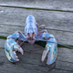 Light blue cotton candy lobser